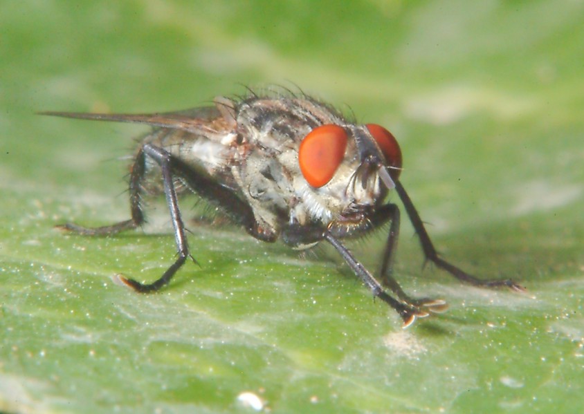 Helicophagella sp.  e il linguaggio delle zampe